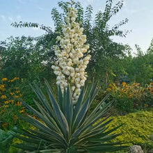 Variegated Yucca Seeds