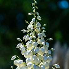 Variegated Yucca Seeds
