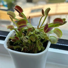 Venus Flytrap Seeds