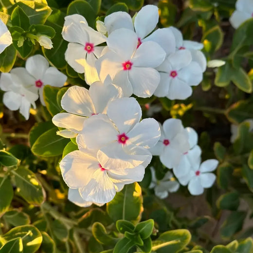 Vinca Polka Dot Flower Seeds Annual Garden Blooms