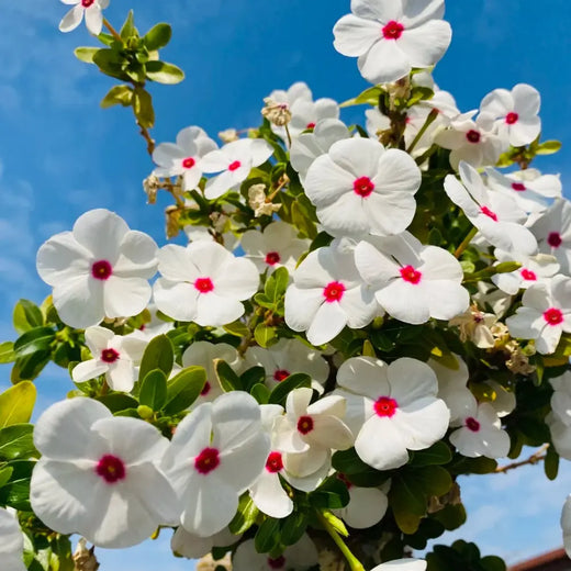 Vinca Polka Dot Flower Seeds Annual Garden Blooms