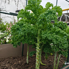 Walking Stick Kale Seeds