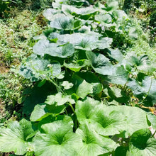 Wasabi Vegetable Seeds