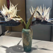 White Bird of Paradise Seeds