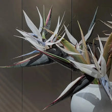 White Bird of Paradise Seeds