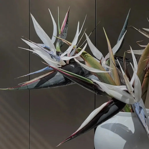 White Bird of Paradise Seeds