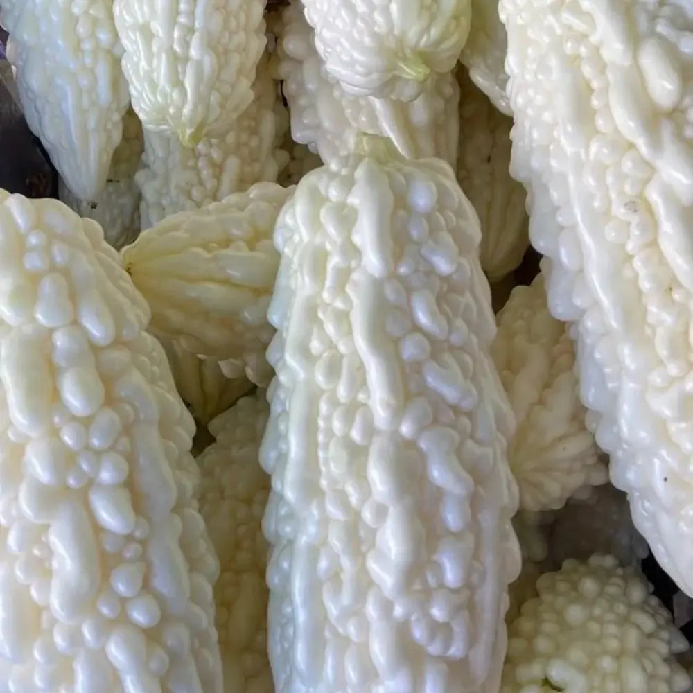 White Bitter Gourd Seeds