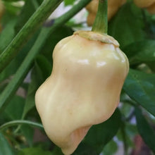 White Bubblegum Pepper Seeds