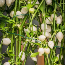White Bubblegum Pepper Seeds