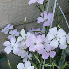 White Corncockle Seeds