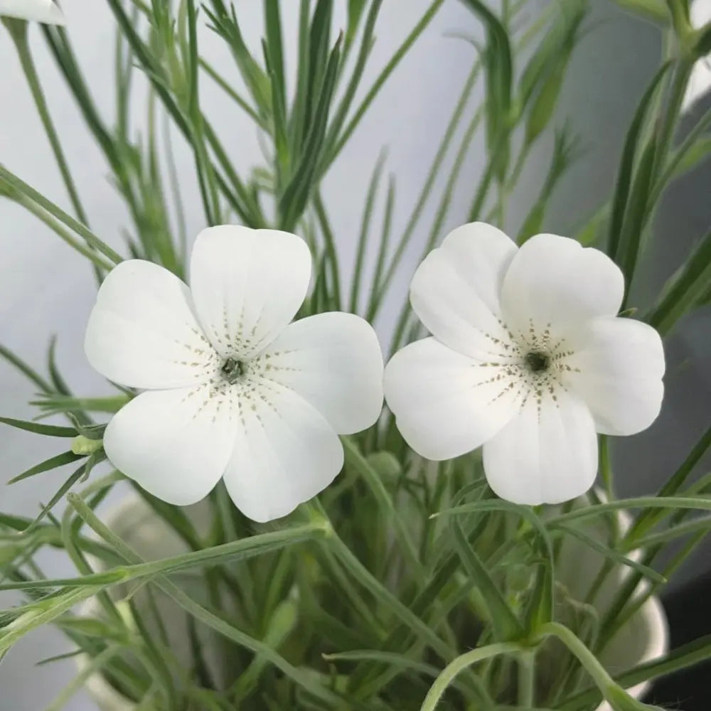 White Corncockle Seeds