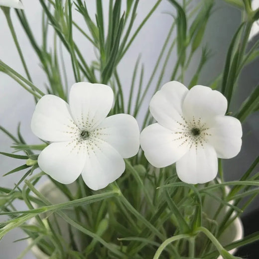 White Corncockle Seeds