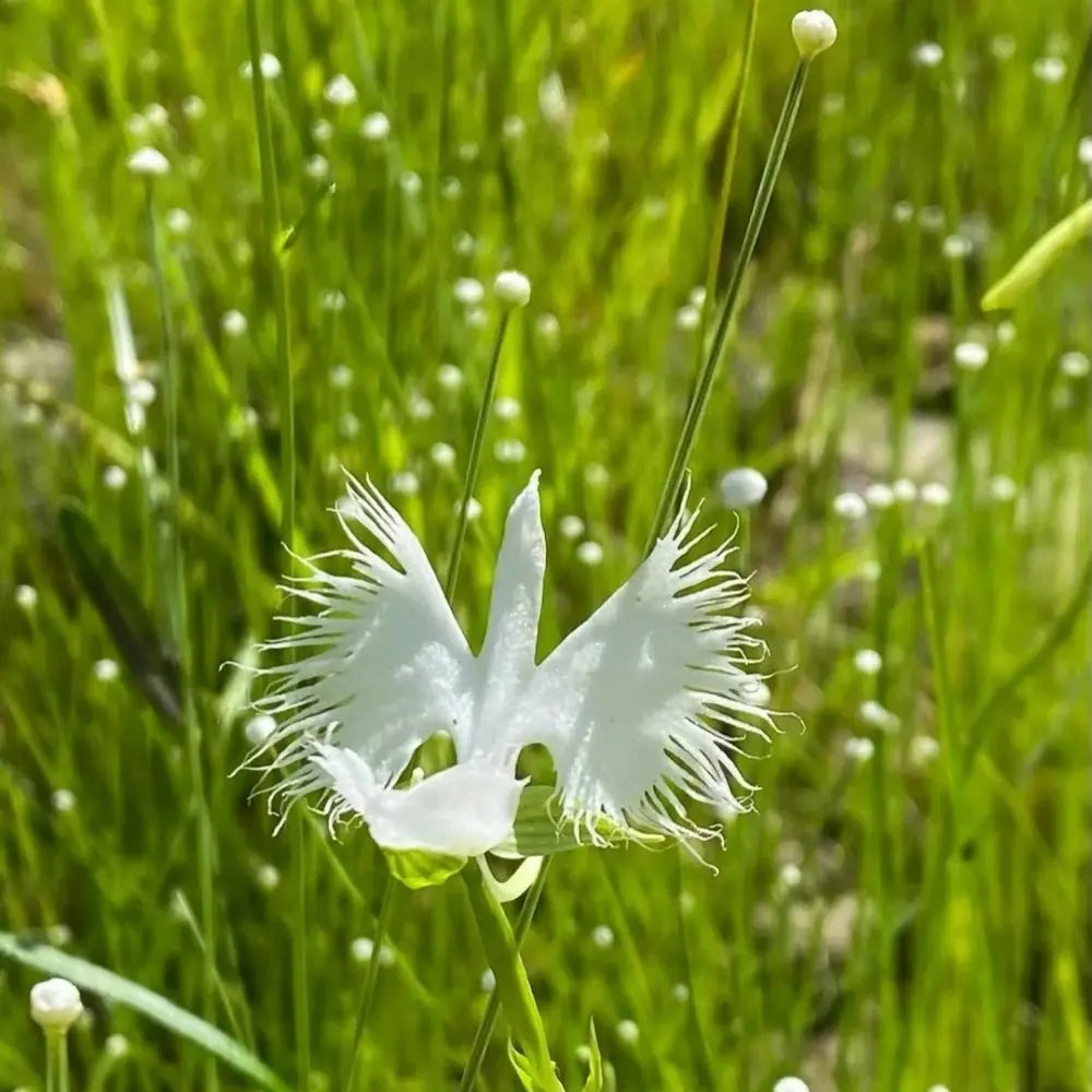 White Egret Orchid Seeds