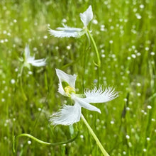 White Egret Orchid Seeds