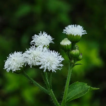 White Floss Flower Seeds