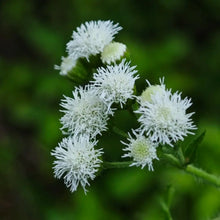 White Floss Flower Seeds
