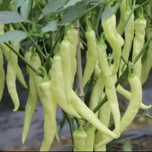 White Ghost Bhut Jolokia Pepper Seeds