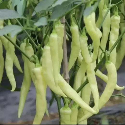 White Ghost Bhut Jolokia Pepper Seeds