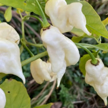 White Ghost Pepper Seeds