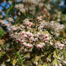 White Heather Seeds