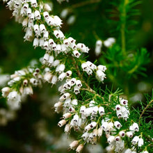White Heather Seeds