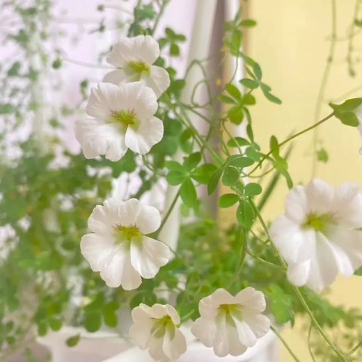 White Nasturtium Seeds