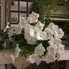 White Petunia Seeds
