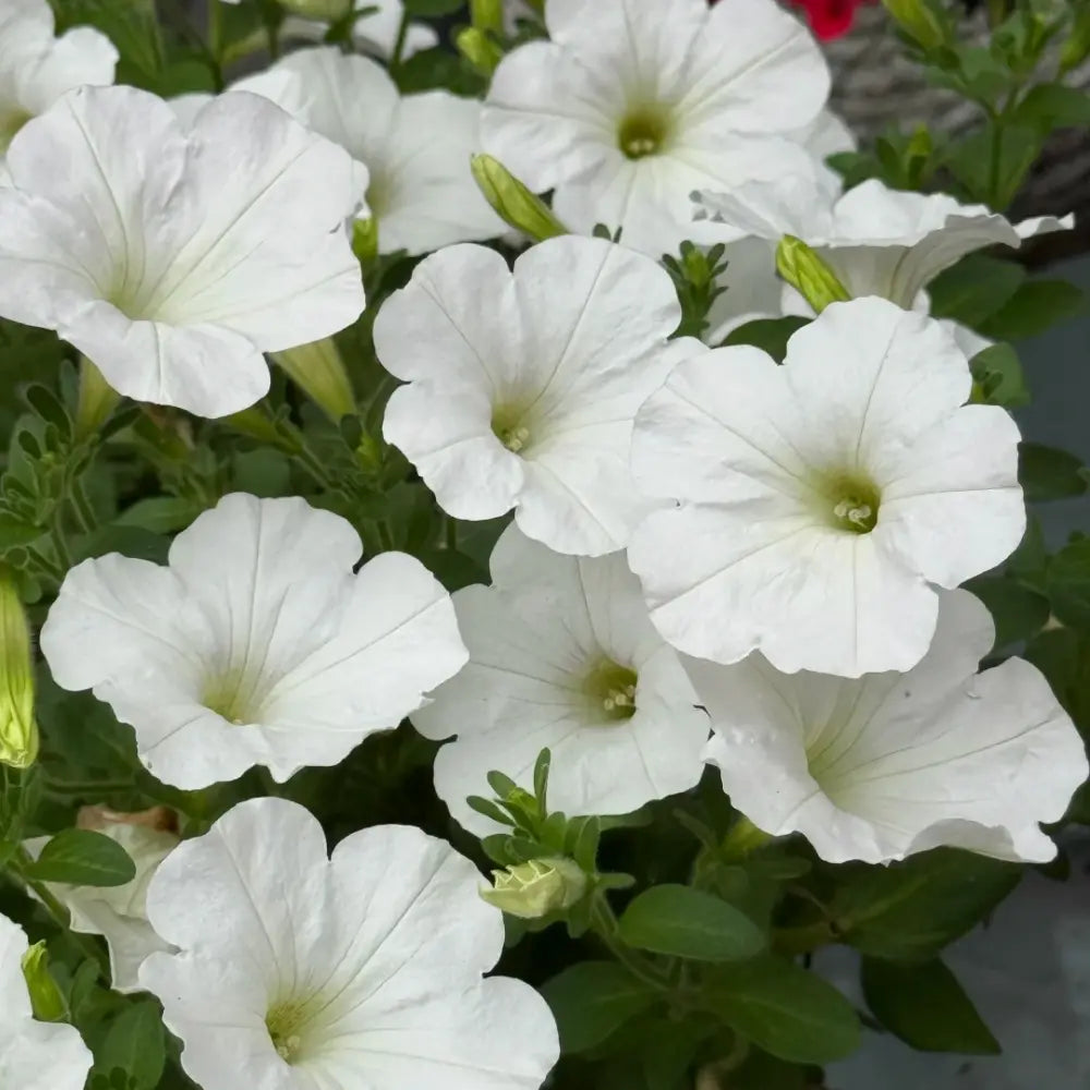 White Petunia Seeds