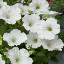 White Petunia Seeds