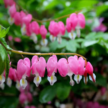 White Red Bleeding Heart Seeds