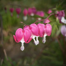 White Red Bleeding Heart Seeds