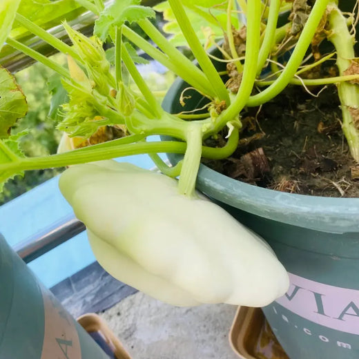 White Scallop Squash Seeds