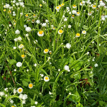 White Winged Everlasting Seeds