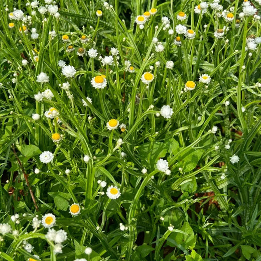 White Winged Everlasting Seeds