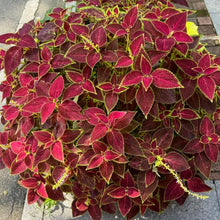 Wizard Coleus Seeds