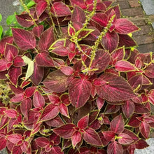 Wizard Coleus Seeds