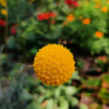 Yellow Billy Buttons Seeds