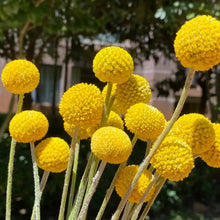 Yellow Billy Buttons Seeds
