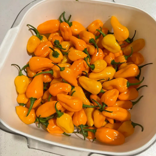 Yellow Brain Strain Pepper Premium Seeds