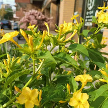 Yellow Four O'clock Flower Seeds