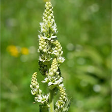 Yellow Gentian Flower Seeds