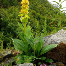 Yellow Gentian Flower Seeds