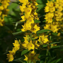 Yellow Loosestrife Seeds