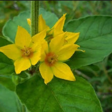 Yellow Loosestrife Seeds