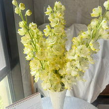 Yellow & White Delphinium Mix Perennial Flower Seeds