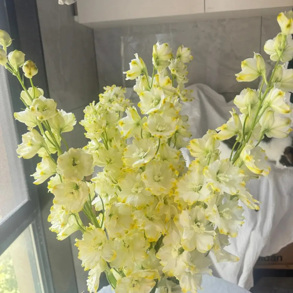 Yellow & White Delphinium Mix Perennial Flower Seeds