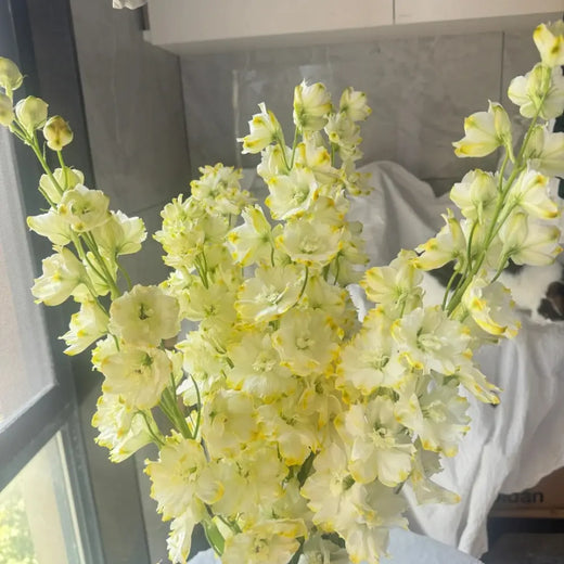 Yellow & White Delphinium Mix Perennial Flower Seeds