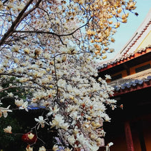 Yulan Magnolia Seeds