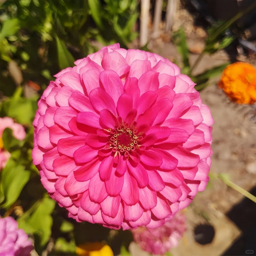 Pink Zinnia Seeds