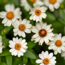 White Zinnia Seeds